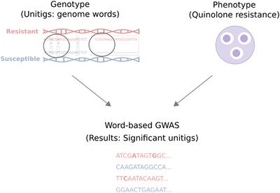 Word-based GWAS harnesses the rich potential of genomic data for E. coli <mark class="highlighted">quinolone resistance</mark>